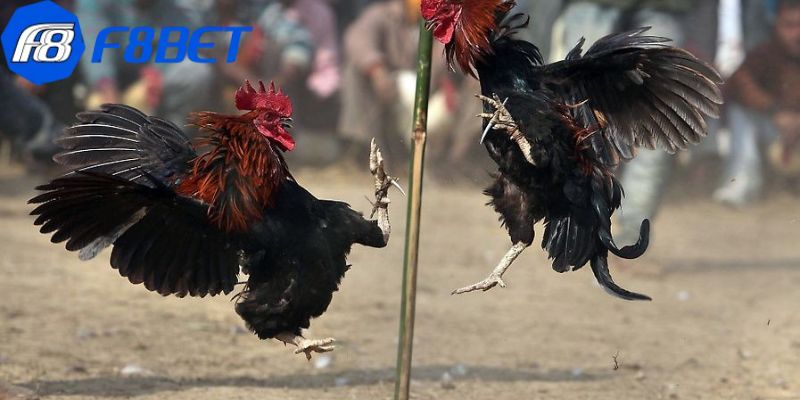 Đá Gà Mộc Bài - Trải Nghiệm Đỉnh Cao Nhất 2026 Tại F8BET