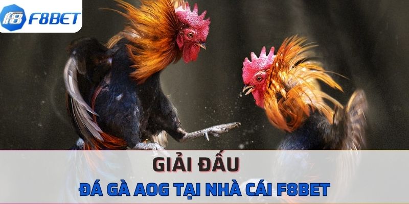 Sảnh Đá Gà AOG F8BET Hướng Dẫn Tân Thủ Cách Tham Gia