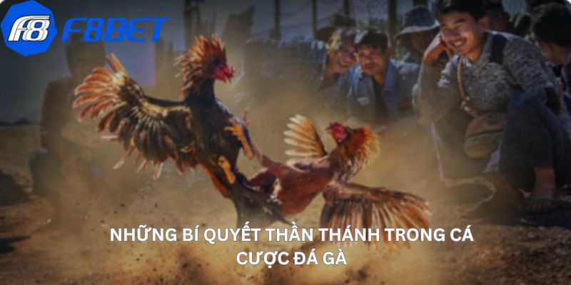 Đá Gà Cựa Dao - Trải Nghiệm Nghệ Thuật Cá Cược Độc Đáo