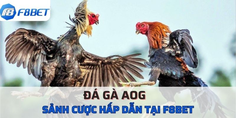 Sảnh Đá Gà AOG F8BET Hướng Dẫn Tân Thủ Cách Tham Gia