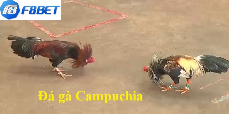 Đá Gà Campuchia F8BET - Khám Phá Luật Chơi Chi Tiết