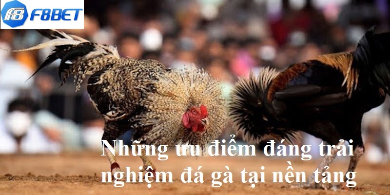 Đá Gà Campuchia F8BET - Khám Phá Luật Chơi Chi Tiết