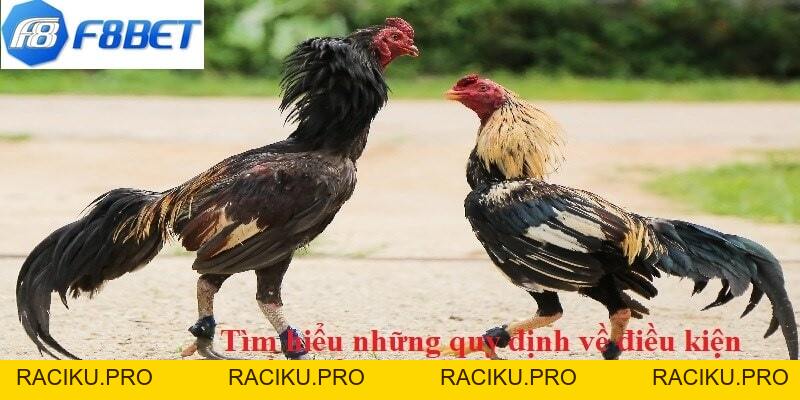 Đá Gà Campuchia F8BET - Khám Phá Luật Chơi Chi Tiết