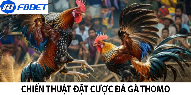 Đá Gà Thomo Nơi Cược An Toàn Và Uy Tín - F8BET