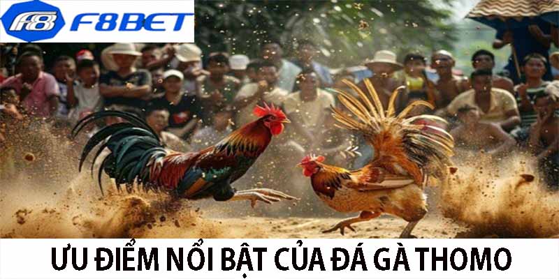 Đá Gà Thomo Nơi Cược An Toàn Và Uy Tín - F8BET