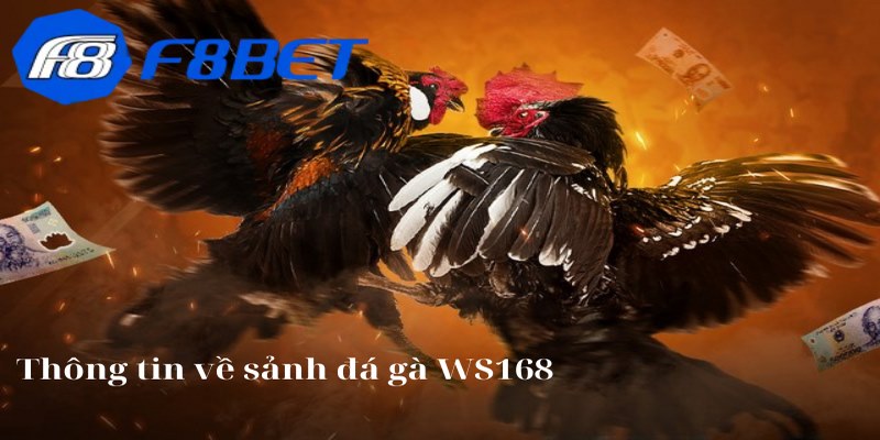 Đá Gà WS168 - Thiên Đường Giải Trí Đặc Sắc Nhất Năm 2026 - F8BET