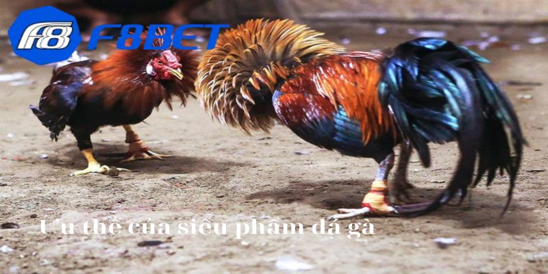 Đá Gà WS168 - Thiên Đường Giải Trí Đặc Sắc Nhất Năm 2026 - F8BET