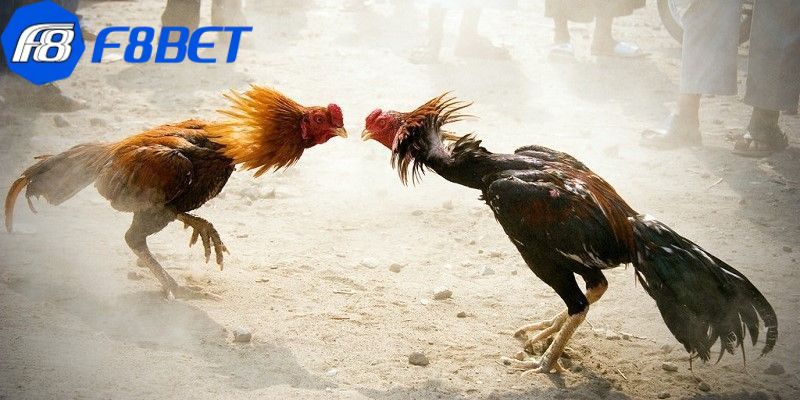 Đá Gà Mộc Bài - Trải Nghiệm Đỉnh Cao Nhất 2026 Tại F8BET