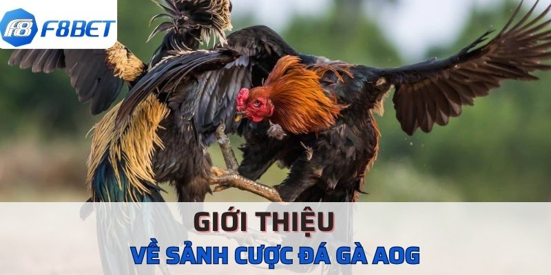 Sảnh Đá Gà AOG F8BET Hướng Dẫn Tân Thủ Cách Tham Gia