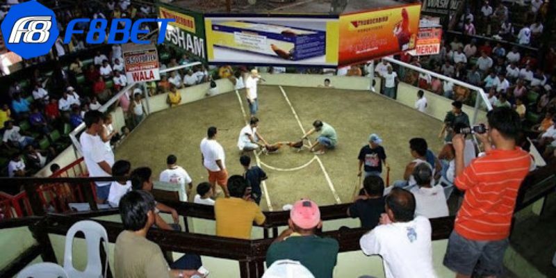 Đá Gà Mộc Bài - Trải Nghiệm Đỉnh Cao Nhất 2026 Tại F8BET