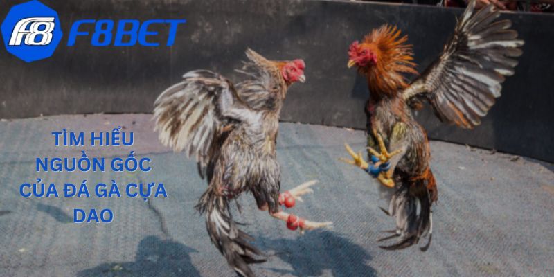 Đá Gà Cựa Dao - Trải Nghiệm Nghệ Thuật Cá Cược Độc Đáo