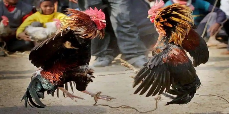 Màu Mạng Gà Đá - Bí Quyết Lựa Chọn Chú Chiến Kê Đỉnh Cao