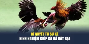 Đá Gà F8BET - Trận Đấu Kịch Tính, Cược Lợi Nhuận Cao