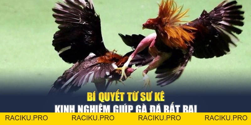 Bí Quyết Từ Sư Kê Kinh Nghiệm Giúp Gà Đá Bất Bại