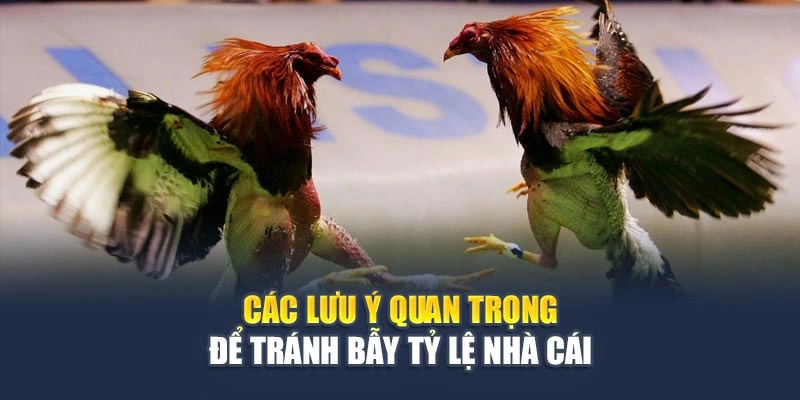 Cược Đá Gà Tỷ Lệ: Khai Thác Đúng Chuẩn, Thắng Lớn Không Khó