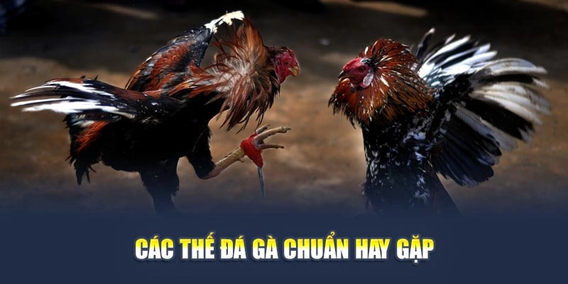 Thế Đá Gà Chuẩn Giúp Bạn Đọc Kèo Trận Đấu Chính Xác