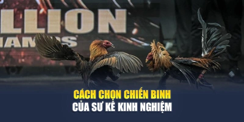 Bí Quyết Từ Sư Kê Kinh Nghiệm Giúp Gà Đá Bất Bại