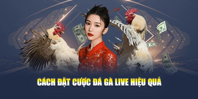 Cược Đá Gà Live - Trải Nghiệm Hiệu Quả, Chuẩn Xác Và Lôi Cuốn
