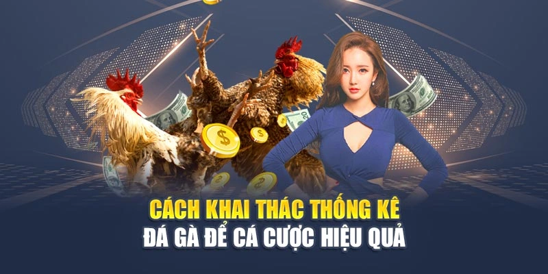 Thống Kê Đá Gà Thắng – Bí Quyết Chiếm Ưu Thế Khi Cá Cược