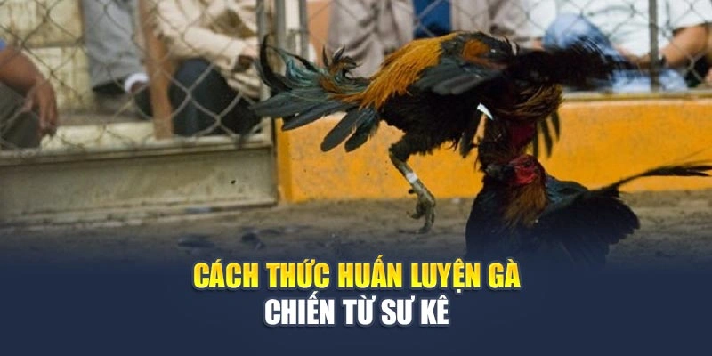 Bí Quyết Từ Sư Kê Kinh Nghiệm Giúp Gà Đá Bất Bại
