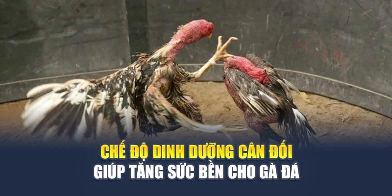 Bí Quyết Từ Sư Kê Kinh Nghiệm Giúp Gà Đá Bất Bại