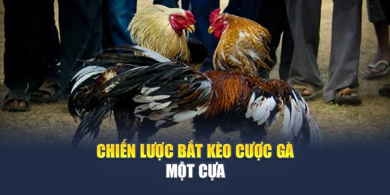 Kỹ Thuật Cược Gà Một Cựa Hiệu Quả Thắng Đậm Từng Trận Đấu