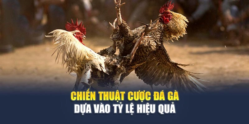 Cược Đá Gà Tỷ Lệ: Khai Thác Đúng Chuẩn, Thắng Lớn Không Khó