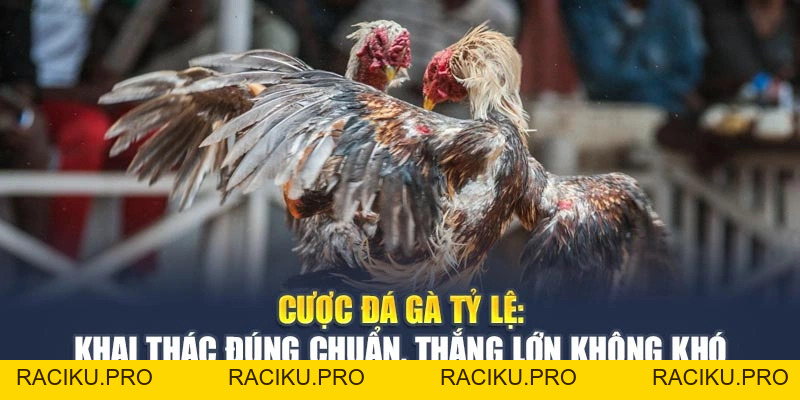 Cược Đá Gà Tỷ Lệ: Khai Thác Đúng Chuẩn, Thắng Lớn Không Khó