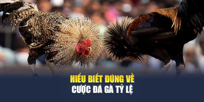 Cược Đá Gà Tỷ Lệ: Khai Thác Đúng Chuẩn, Thắng Lớn Không Khó
