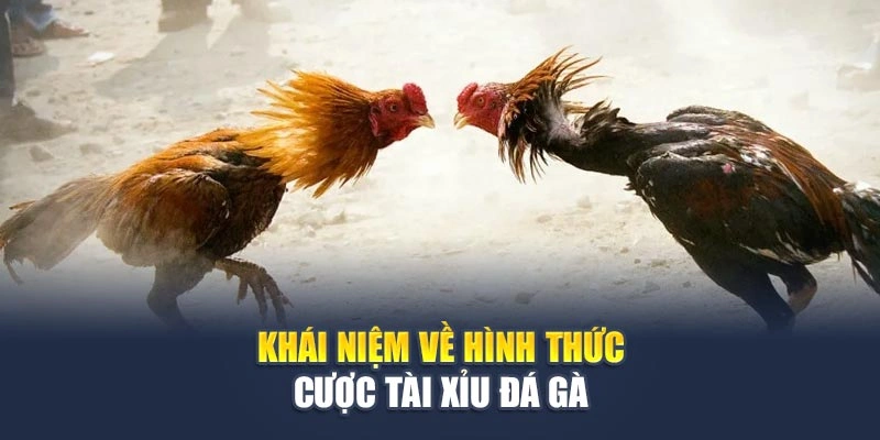 Tài Xỉu Đá Gà Là Gì? Cách Chơi Hiệu Quả Giúp Bạn Sinh Lời