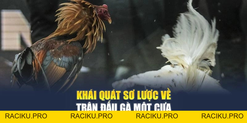 Kỹ Thuật Cược Gà Một Cựa Hiệu Quả Thắng Đậm Từng Trận Đấu