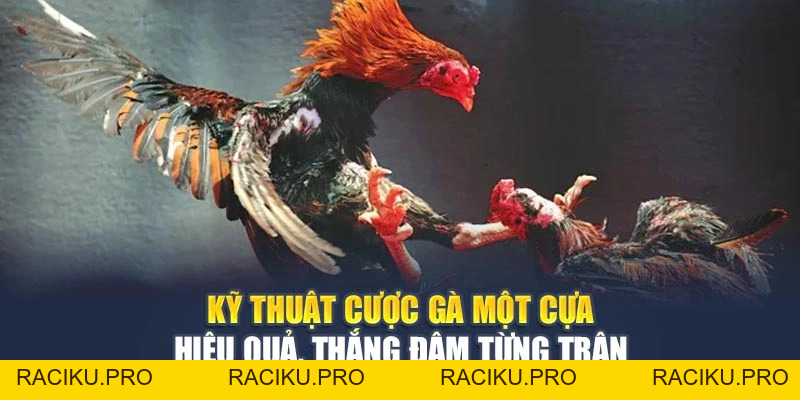 Kỹ Thuật Cược Gà Một Cựa Hiệu Quả Thắng Đậm Từng Trận Đấu