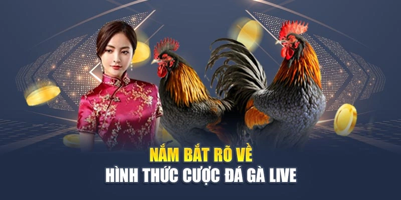 Cược Đá Gà Live - Trải Nghiệm Hiệu Quả, Chuẩn Xác Và Lôi Cuốn