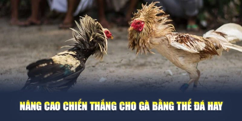 Thế Đá Gà Chuẩn Giúp Bạn Đọc Kèo Trận Đấu Chính Xác