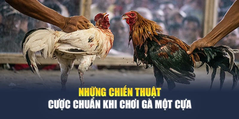Kỹ Thuật Cược Gà Một Cựa Hiệu Quả Thắng Đậm Từng Trận Đấu