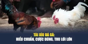 Đá Gà F8BET - Trận Đấu Kịch Tính, Cược Lợi Nhuận Cao