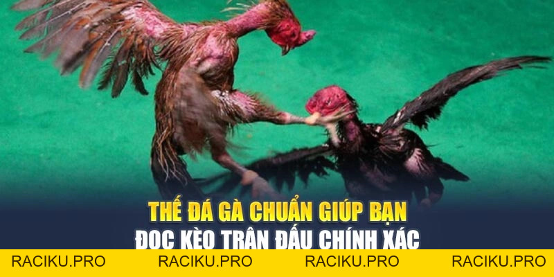 Thế Đá Gà Chuẩn Giúp Bạn Đọc Kèo Trận Đấu Chính Xác