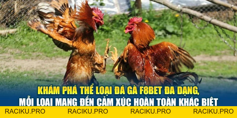 Đá Gà F8BET - Trận Đấu Kịch Tính, Cược Lợi Nhuận Cao