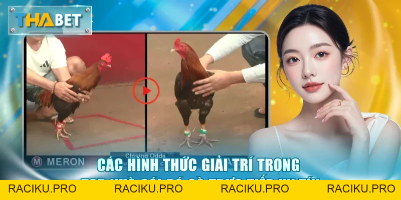 Top Nhà Cái Đá Gà Trực Tiếp Uy Tín - Vinh Danh Số 1 Thabet