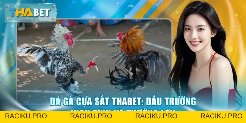 Đá Gà Thabet - Sảnh Cược Kịch Tính, Tỷ Lệ Thưởng Hấp Dẫn