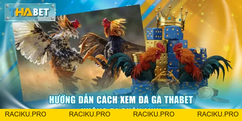 Đá Gà Thabet - Sảnh Cược Kịch Tính, Tỷ Lệ Thưởng Hấp Dẫn