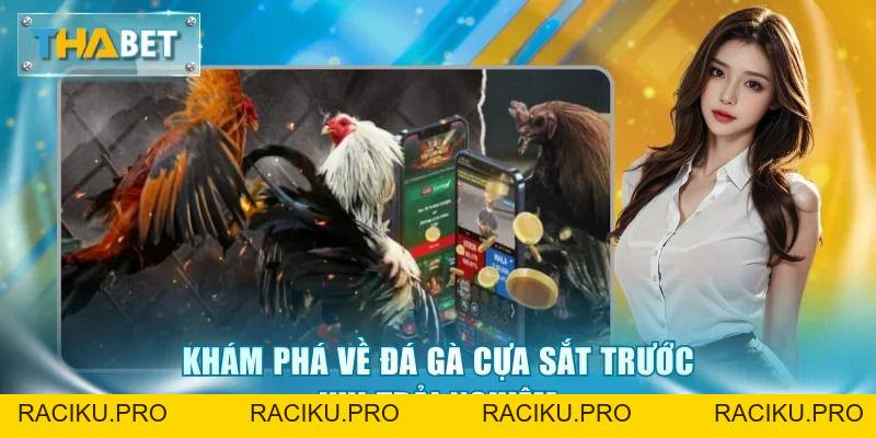 Đá Gà Cựa Sắt Thabet - Đấu Trường Kịch Tính Và Thưởng Lớn