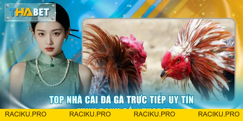 Đá Gà Thabet - Sảnh Cược Kịch Tính, Tỷ Lệ Thưởng Hấp Dẫn